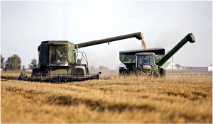 Падение цен на зерновые станет катастрофой для покупателей сельскохозяйственных земель в США